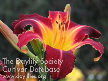 Daylily She is on Fire